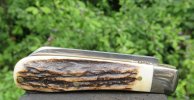 AW Small Sambar LF (2) 6-7.JPG