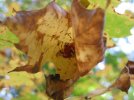 IMG_1433.jpg
