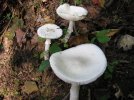 IMG_1442.jpg