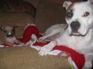 new puppy 175.jpg
