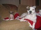 new puppy 177.jpg
