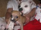 new puppy 182.jpg