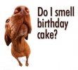 birthday_dog.jpg