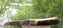 AW Small Sambar LF (2) 7-3.JPG