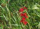 DSCF1743 CARDINAL FLOWER 750 MED.jpg