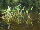 DSCF1758 PICKEREL WEED 750 MED.jpg