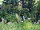 DSCF1765 JOE PIE WEED CATTAILS 750 MED.jpg