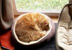 CATBED-1B.JPG