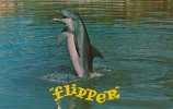 flipper.jpg