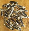 AC Lambsfoot 1-3S.JPG