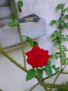 Charlois_rose.jpg