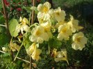 DSCF1979 NASTURTIUMS BOUQUET 750 MED.jpg