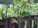 DSCF1886 SCARLET RUNNER BEANS ON PORCH 750 MED.jpg