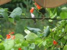 DSCF1924 HUMMINGBIRD PERCH BEANS 750 MED.jpg