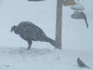 DSCF9599 WILD TURKEY GRACKLES FEEDER WIND 650 MED.jpg