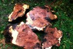 burl moncherry 001.jpg