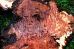 burl moncherry 003.jpg