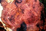 burl moncherry 004.jpg