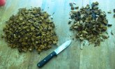 TinderFungus001.jpg