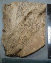 SpaltedSlab2.jpg