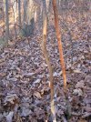 IMG_1519.jpg