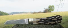 AC Lambsfoot 6-3.JPG