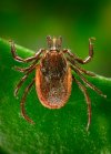 CDC_Public-Domain-Ixodes_pacificus.tif.jpg