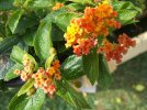 DSCF2122 LANTANA 750 MED.jpg