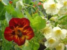 DSCF2087 BEE NASTURTIUM RED 750 MED.jpg
