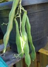 DSCF2169 BEAN PODS 750 MED.jpg