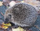 Hedgehog.JPG