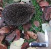 Hedgehog - RJ - 1-12-15 (1).JPG
