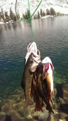Fish.jpg