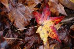 DSC_0133.JPG