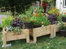 DSCF2118 THREE PLANTERS NASTURTIUMS 750 MED.jpg