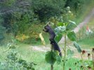 DSCF2034 BLACK SQUIRREL SUNFLOWER STALK 750 MED.jpg