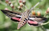 HBMOTH.JPG