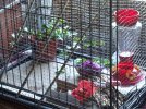 DSCF2284 HUMMINGBIRD ENCLOSURE 750 MED.jpg