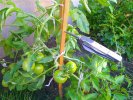 Charlois_tomates.jpg