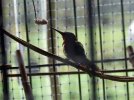 DSCF2335 HUMMINGBIRD EATS FROM WIRE BUG 750 MED.jpg