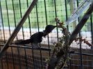 DSCF2406 HUMMINGBIRD NECTAR TOMGUE 750 MED.jpg DSCF2406 HUMMINGBIRD NECTAR TOMGUE 750 MED.jpg