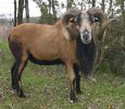 barbado sheep.jpg