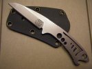 dogfish1.jpg