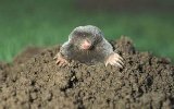 mole_1417618c.jpg