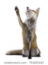 red-fox-1-year-old-260nw-753261943.jpg