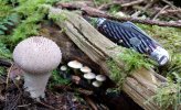 IMG_20181006_161959.jpg