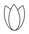 Tulip.jpg