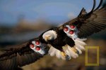 new_amercian_eagle.jpg