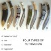 4kothimora.jpg