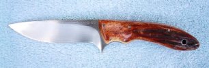 blackwood stag1a.jpg